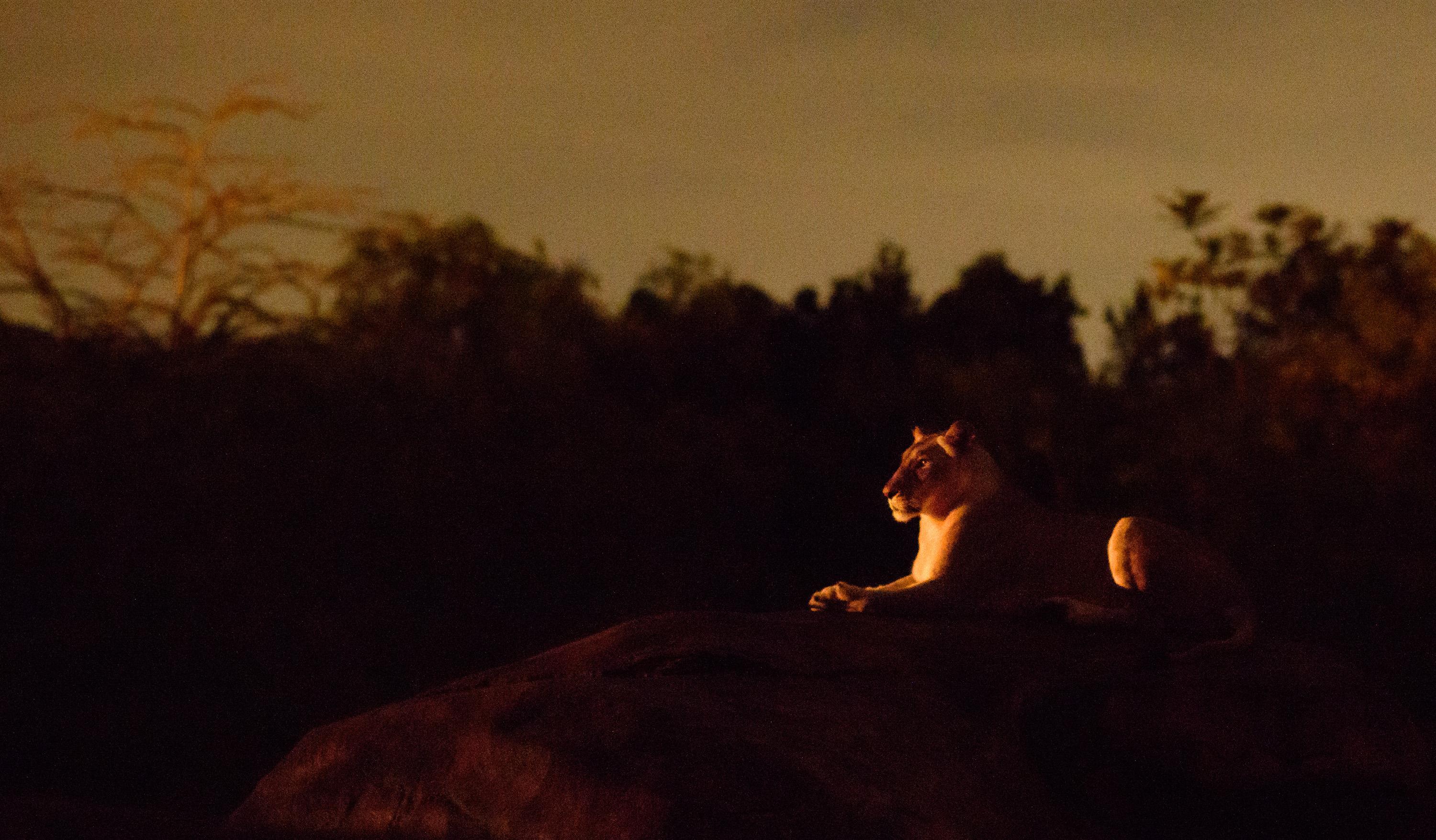 Each evening, the popular Kilimanjaro Safaris daytime experience is artfully bathed in the glow of sunset with special lighting allowing guests to explore this Disney's Animal Kingdom attraction well into the night. During the expedition, guests can now encounter the nighttime behavior of the wildlife and better tune in to the unique vocalization of the animals. (Todd Anderson, photographer at Walt Disney World Resort Animal Kingdom)